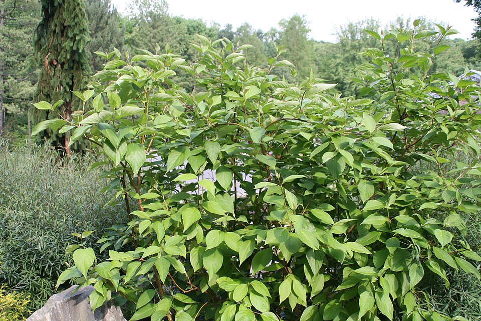Cornus sericea 'Baileyi' (Bailey's Red-twig Dogwood) (alternate view 2)