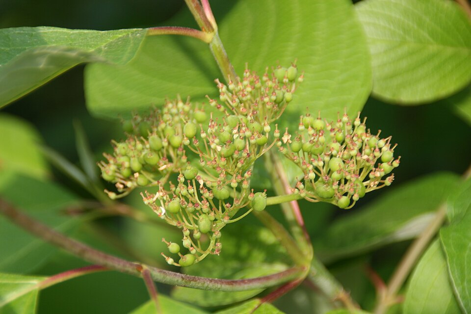 Cornus sericea 'Baileyi' (Bailey's Red-twig Dogwood) (alternate view 3)