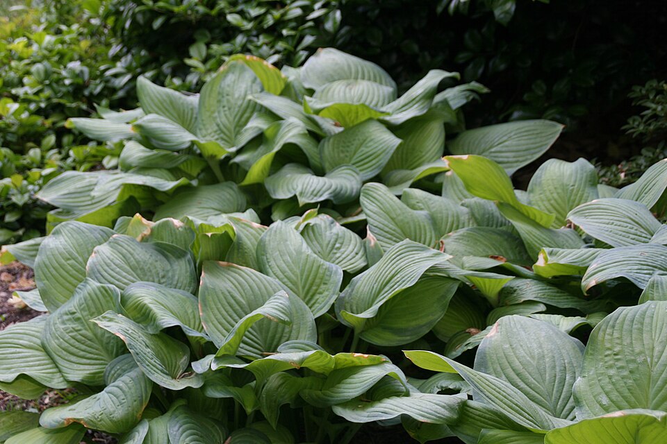 Hosta 'Guacamole' (Guacamole Hosta) (alternate view 5)