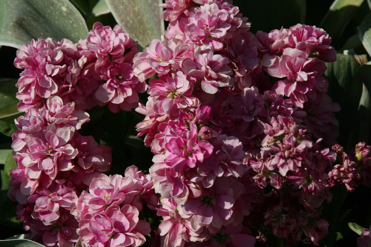 Matthiola incana, Brompton stock — upright semi-evergreen (Brassicaceae) (image 8 of 8)