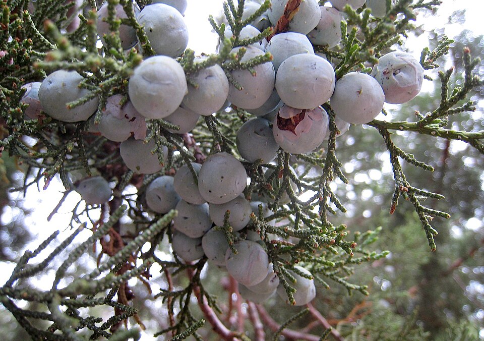 Juniperus deppeana (alligator juniper) (alternate view 9)