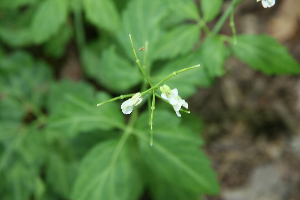 Cardamine maxima (Large Toothwort) (alternate view 4)