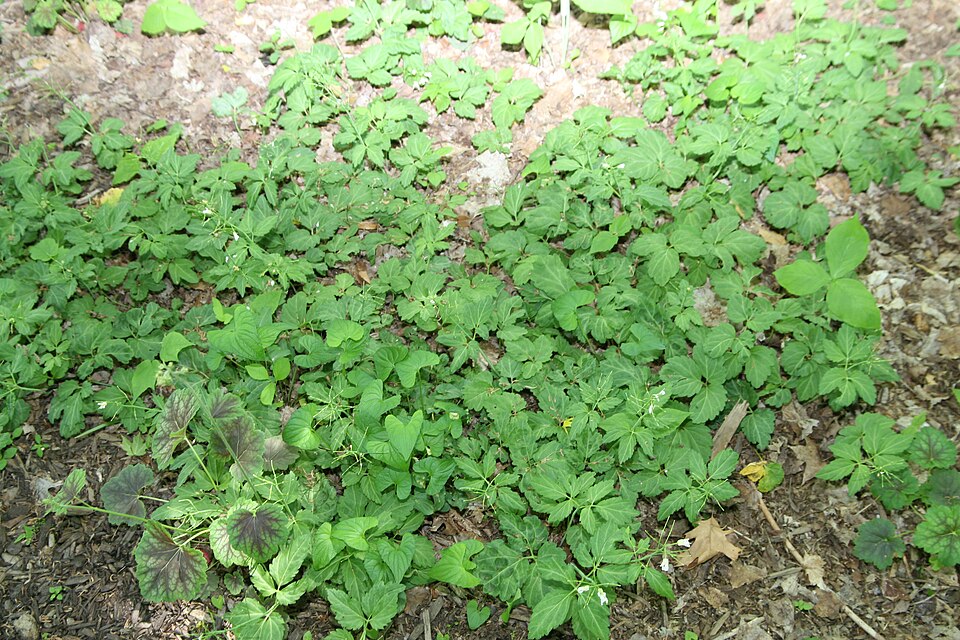 Cardamine maxima (Large Toothwort) (alternate view 5)