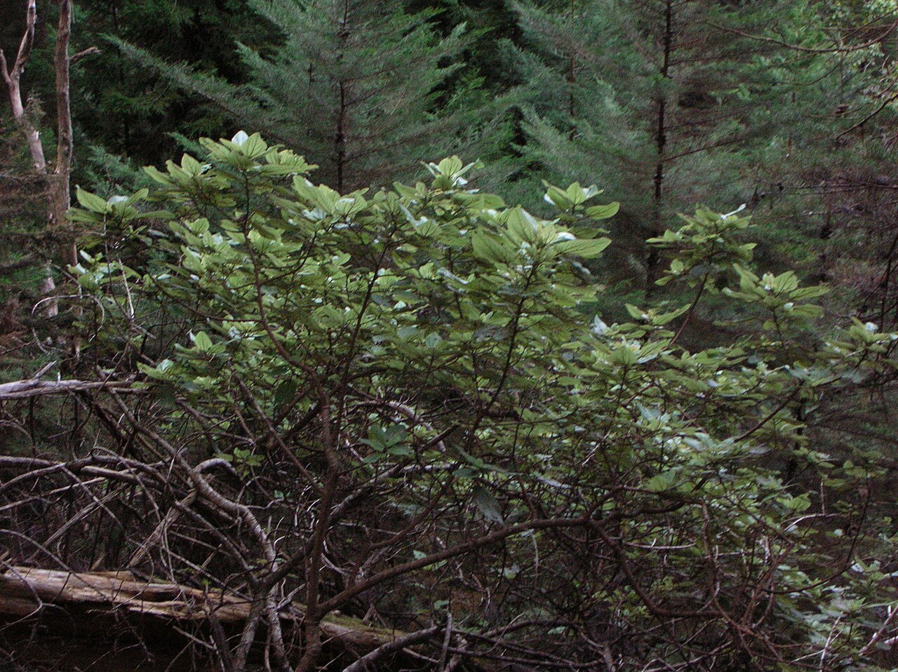 Pipturus albidus, Mamaki — upright evergreen (Urticaceae) (image 1 of 10)