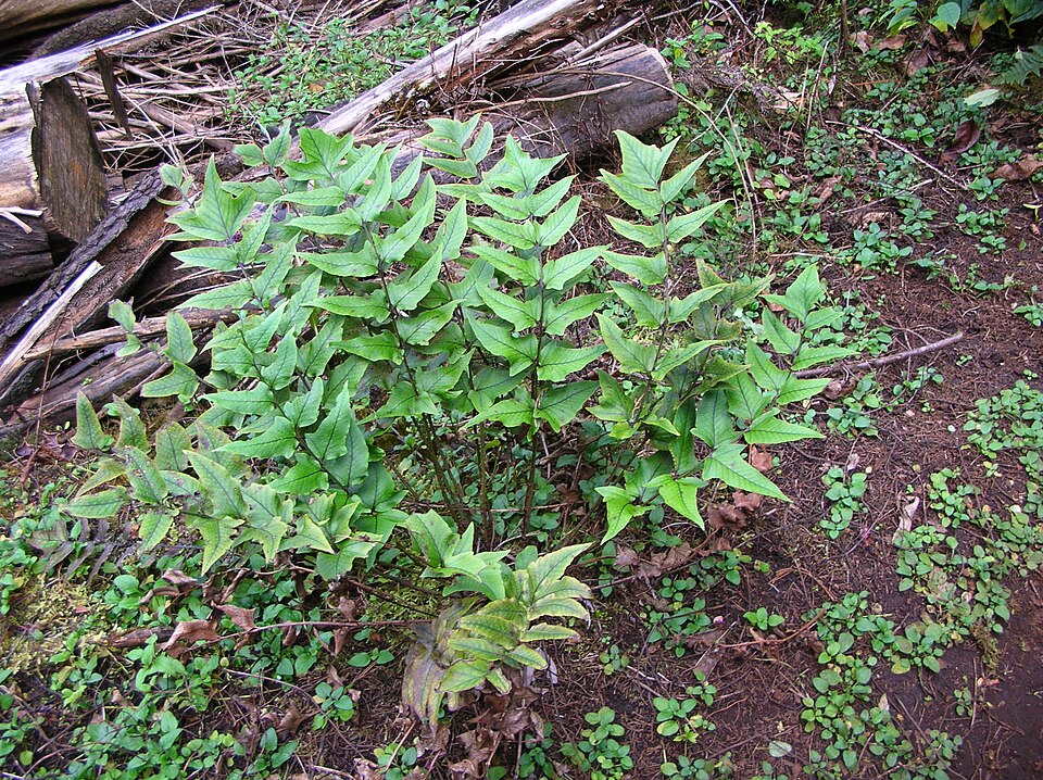 Cyrtomium caryotideum (Fish-tail Holly Fern) (alternate view 5)