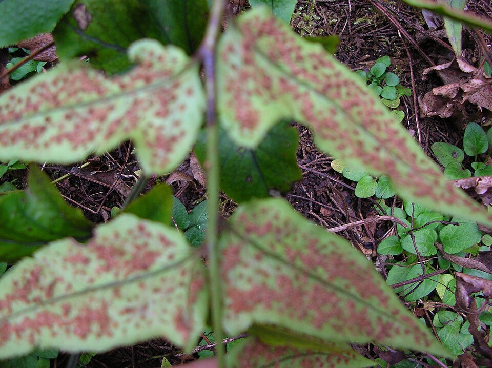 Cyrtomium caryotideum (Fish-tail Holly Fern) (alternate view 6)
