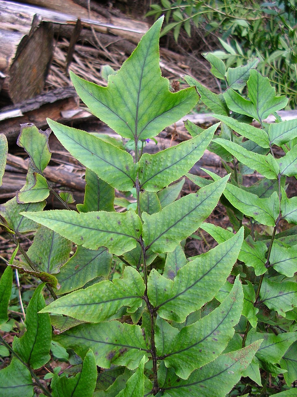 Cyrtomium caryotideum (Fish-tail Holly Fern) (alternate view 7)