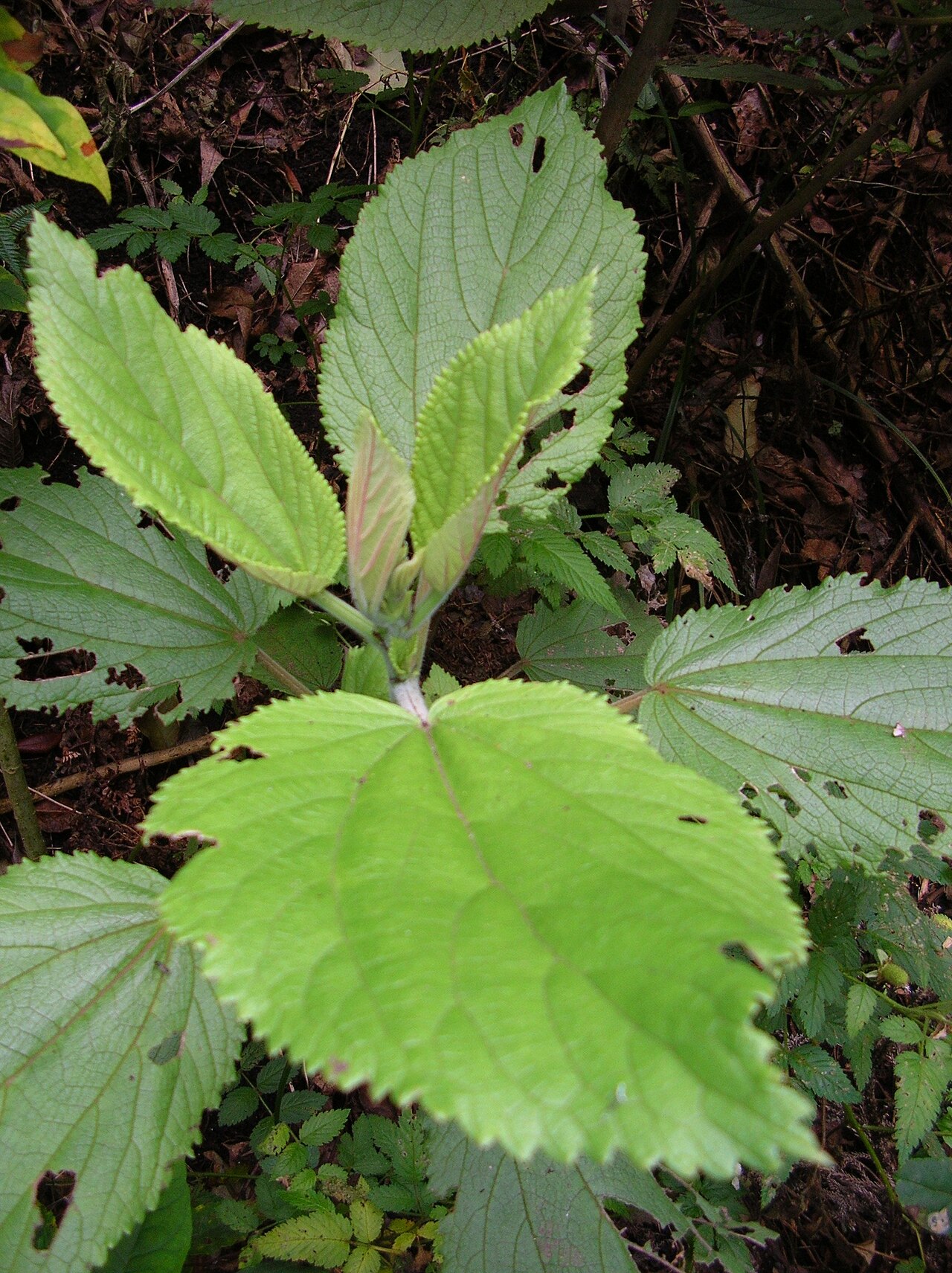 Pipturus albidus, Mamaki — upright evergreen (Urticaceae) (image 2 of 10)