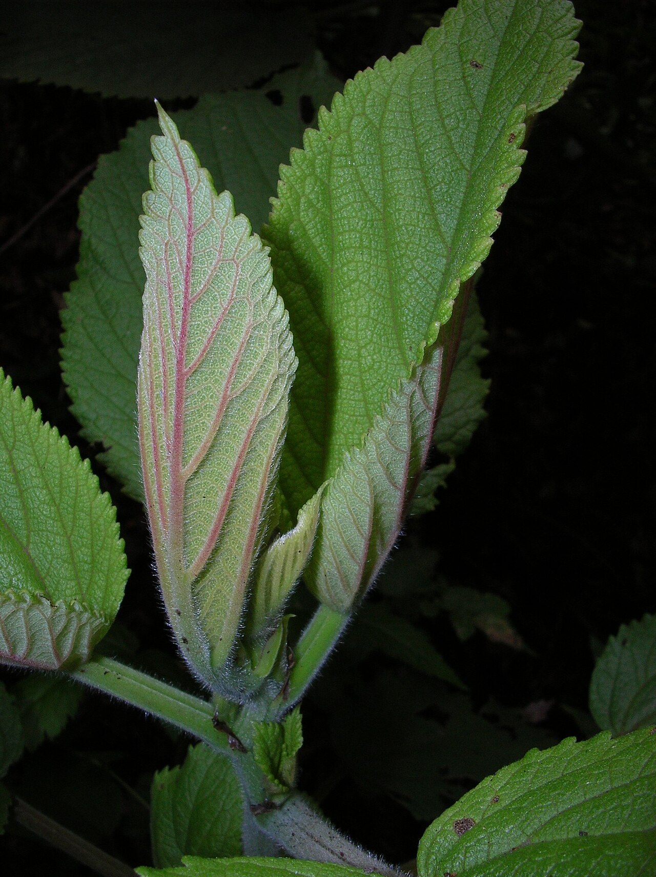 Pipturus albidus, Mamaki — upright evergreen (Urticaceae) (image 3 of 10)