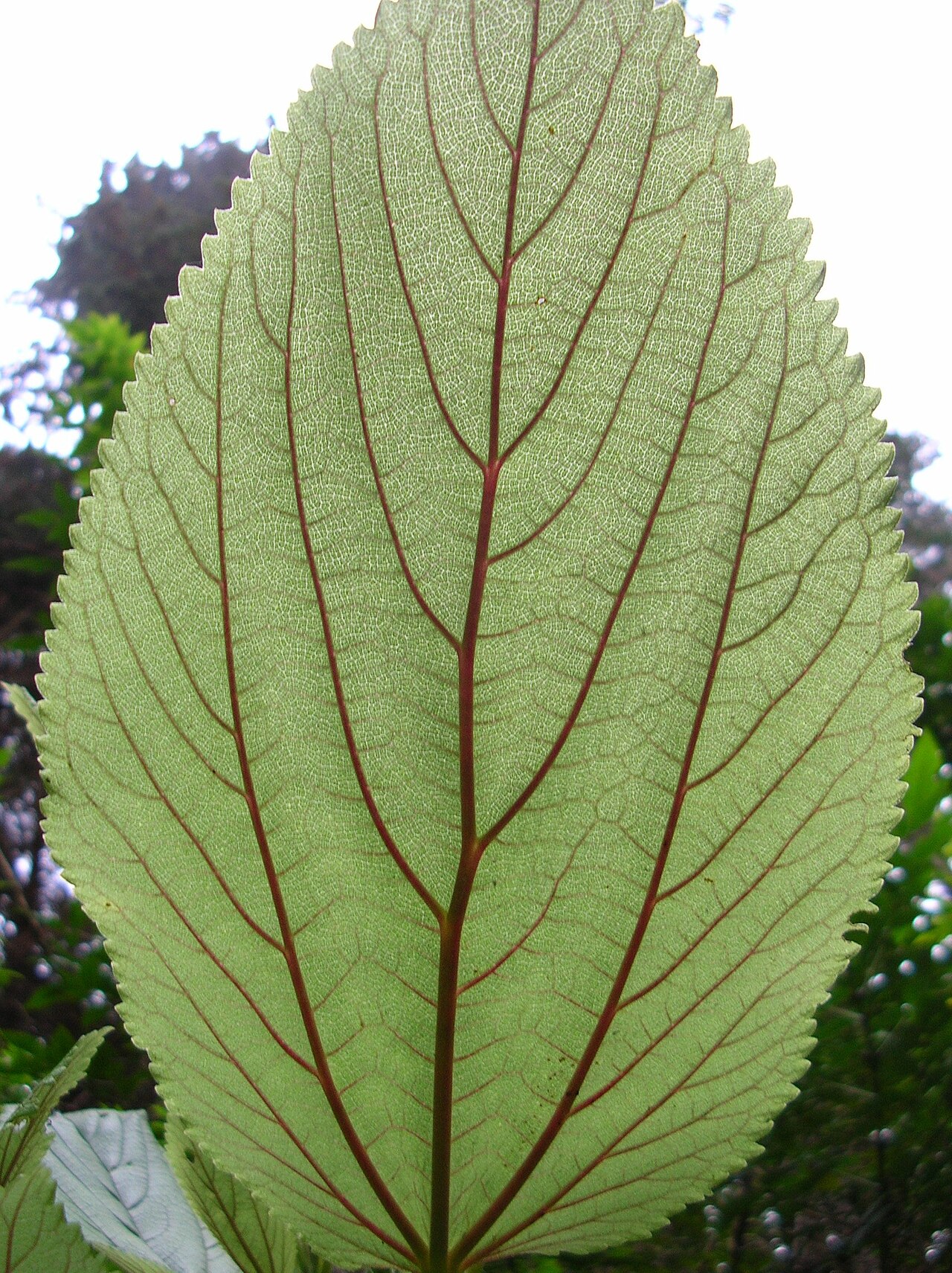 Pipturus albidus, Mamaki — upright evergreen (Urticaceae) (image 4 of 10)