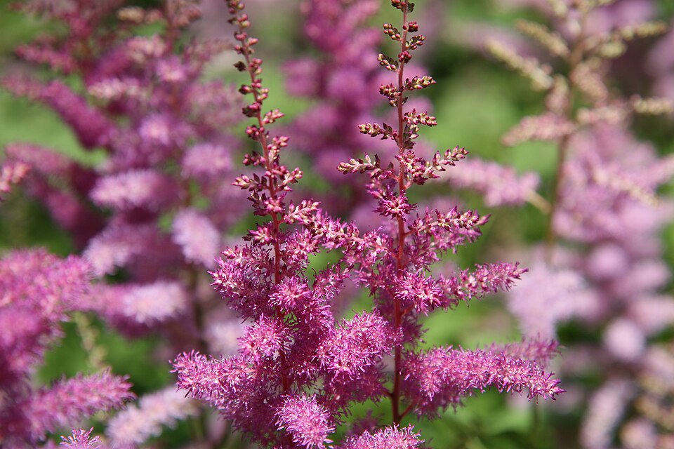 Astilbe 'Amethyst' (Amethyst Astilbe) (alternate view 2)