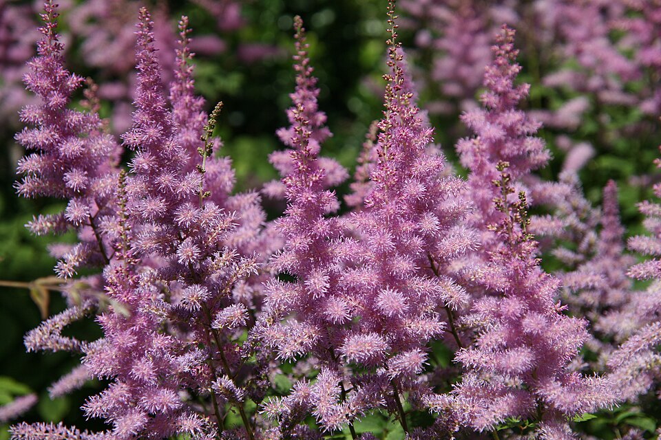 Astilbe 'Amethyst' (Amethyst Astilbe) (alternate view 3)