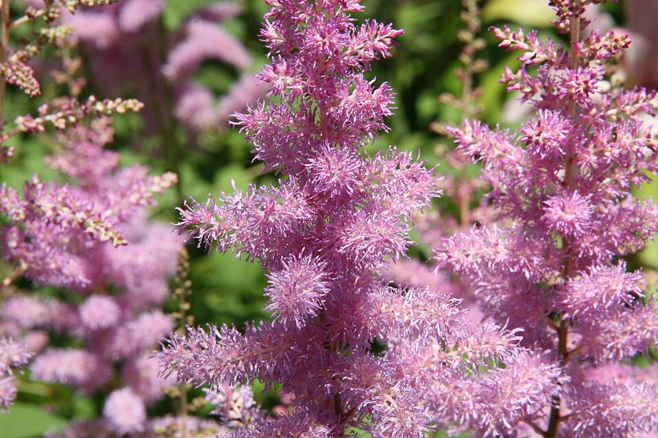 Astilbe 'Amethyst' (Amethyst Astilbe) (alternate view 4)
