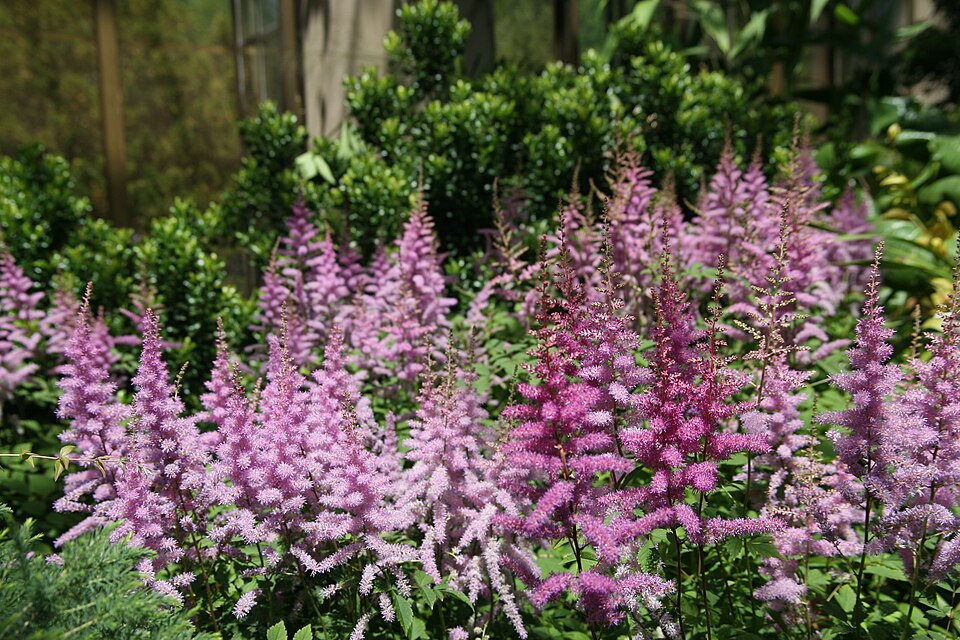 Astilbe 'Amethyst' (Amethyst Astilbe) (alternate view 5)