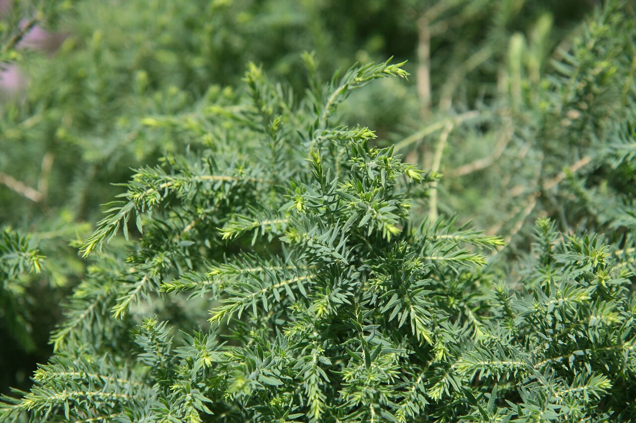 Melaleuca incana, Grey honey myrtle — upright evergreen (Myrtaceae) (image 6 of 10)
