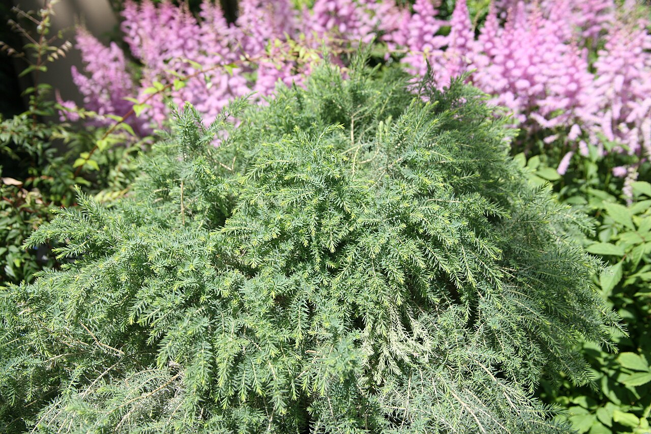 Melaleuca incana, Grey honey myrtle — upright evergreen (Myrtaceae) (image 7 of 10)