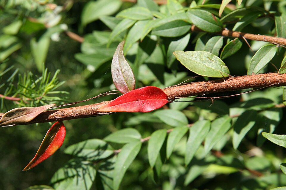 Austromyrtus dulcis (Midgen Berry) (alternate view 8)