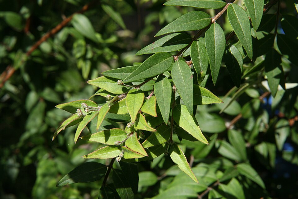 Austromyrtus dulcis (Midgen Berry) (alternate view 9)