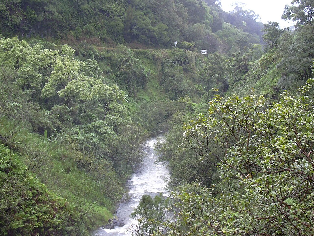 Aleurites moluccanus, Kukui (candlenut) — spreading evergreen (Euphorbiaceae) (image 5 of 6)