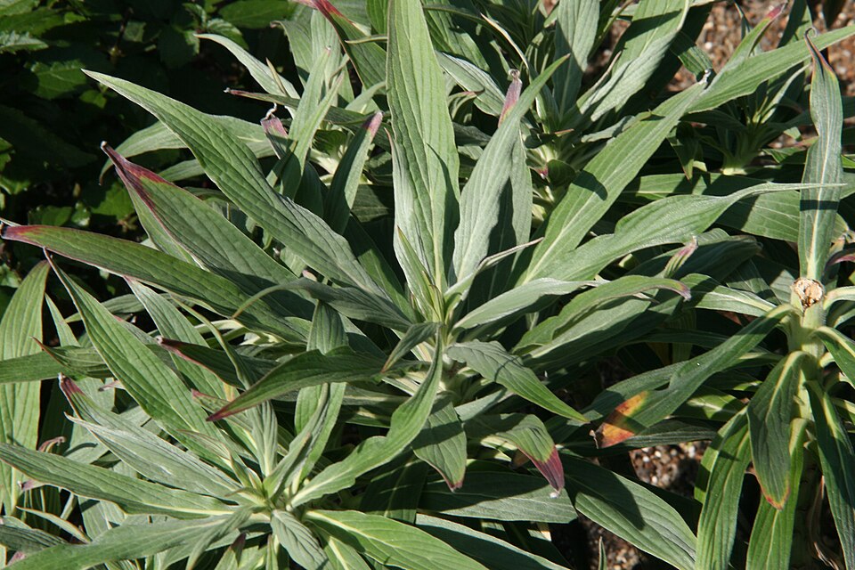 Echium candicans (Pride of Madeira) (alternate view 8)
