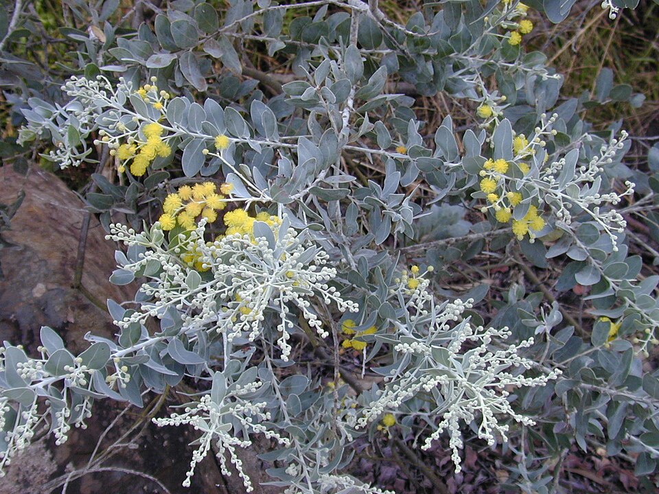 Acacia podalyriifolia (Queensland silver wattle) (alternate view 9)