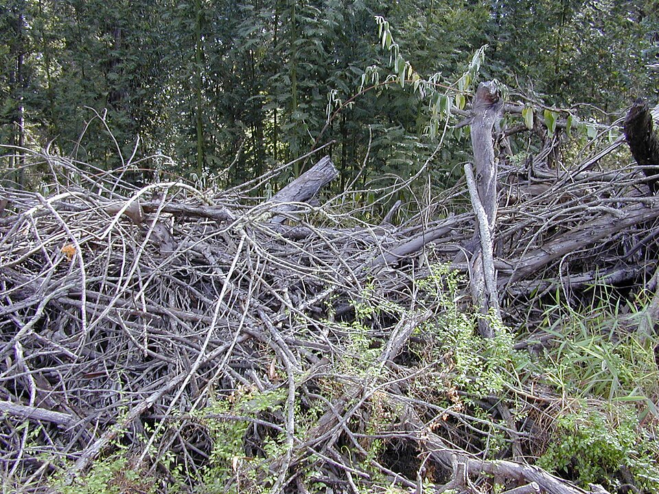 Asparagus asparagoides (Cape Smilax) (alternate view 4)