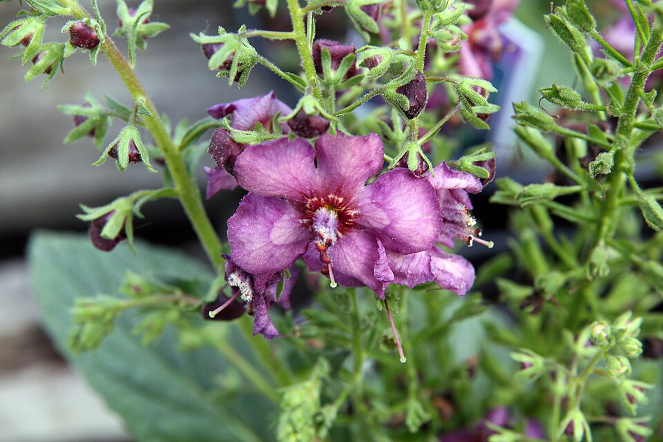 Verbascum × 'Plum Smokey' (Plum Smokey Mullein)