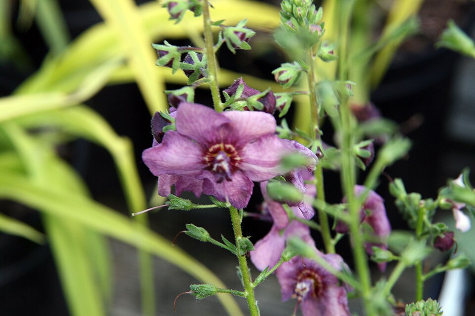 Verbascum × 'Plum Smokey' (Plum Smokey Mullein) (alternate view 2)