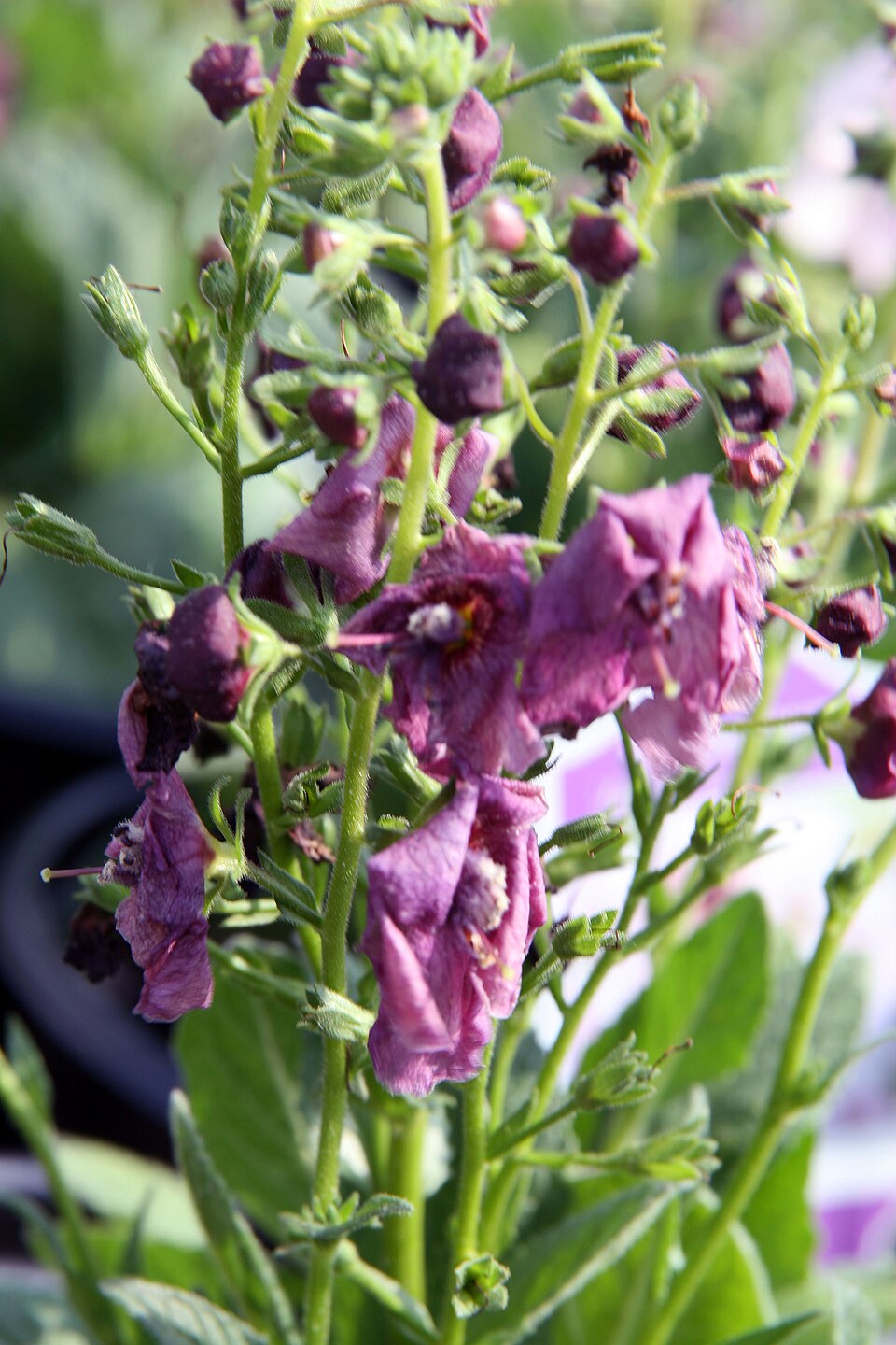 Verbascum × 'Plum Smokey' (Plum Smokey Mullein) (alternate view 3)