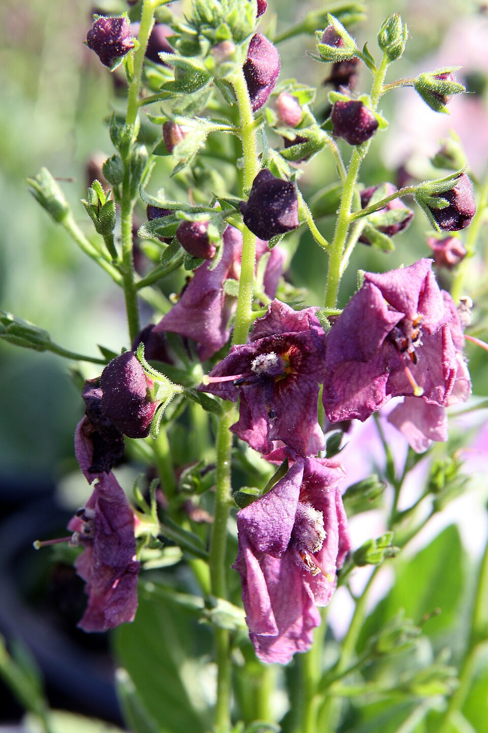 Verbascum × 'Plum Smokey' (Plum Smokey Mullein) (alternate view 4)