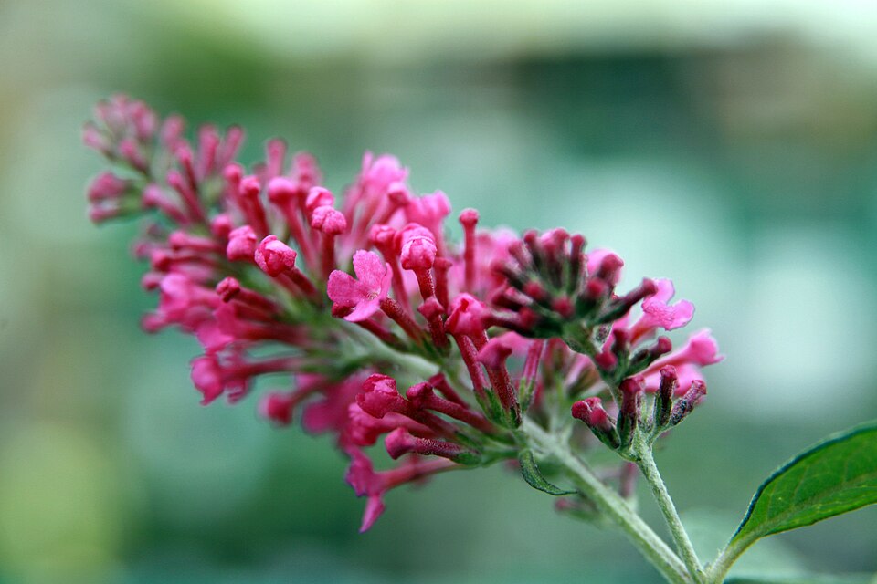 Buddleja davidii 'Pink Delight' (Pink Delight Butterfly Bush) (alternate view 4)