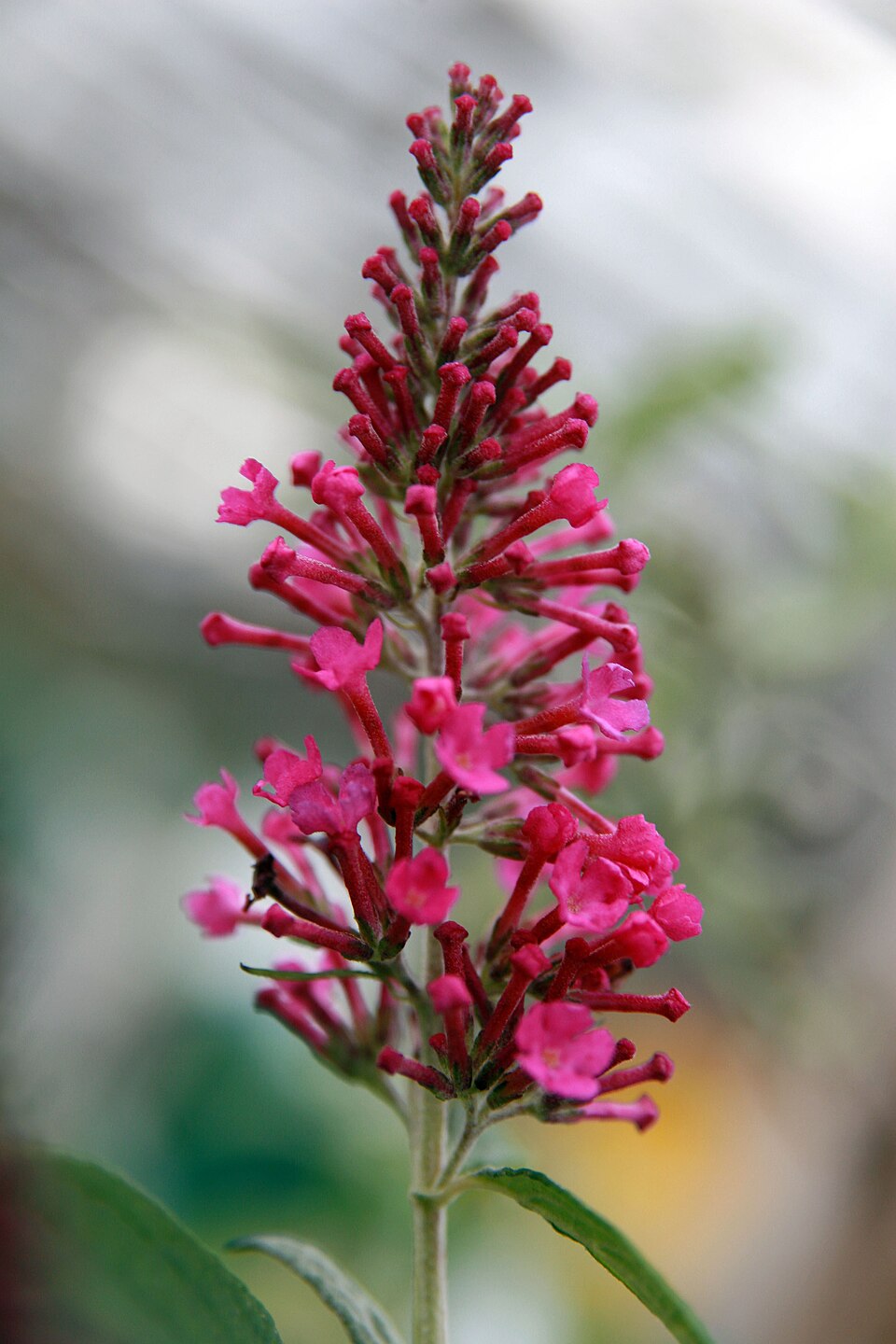 Buddleja davidii 'Pink Delight' (Pink Delight Butterfly Bush) (alternate view 5)