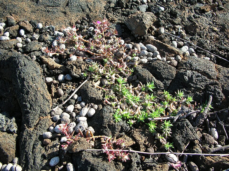 Portulaca pilosa (shaggy portulaca) (alternate view 3)