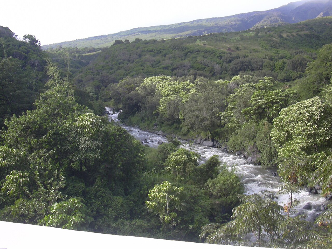 Aleurites moluccanus, Kukui (candlenut) — spreading evergreen (Euphorbiaceae) (image 6 of 6)