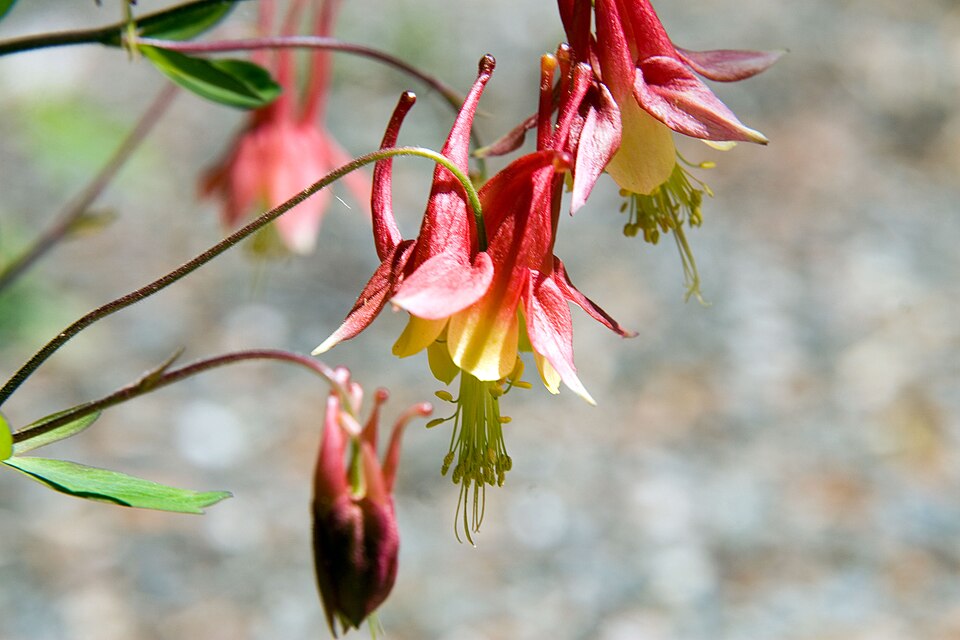 Aquilegia (columbines) (alternate view 10)