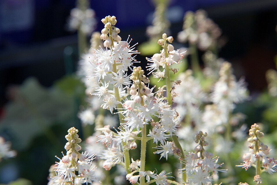Tiarella cordifolia 'Running Tapestry' (Running Tapestry Foamflower)