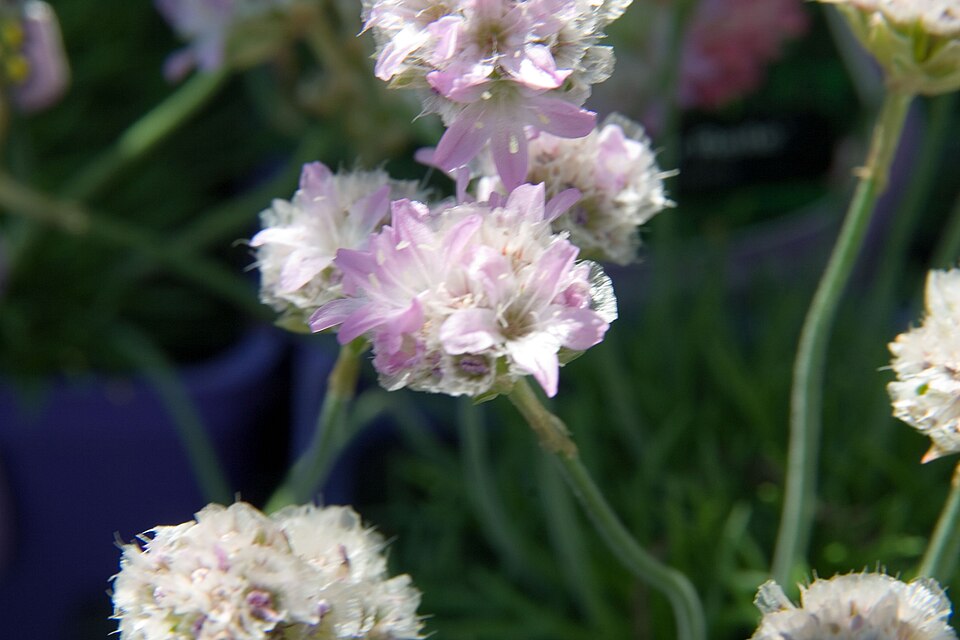 Armeria maritima 'Victor Reiter' (Victor Reiter Sea Thrift) (alternate view 2)