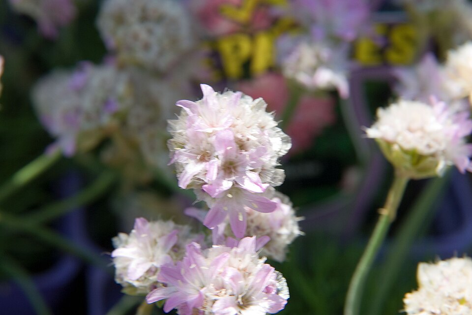 Armeria maritima 'Victor Reiter' (Victor Reiter Sea Thrift) (alternate view 3)