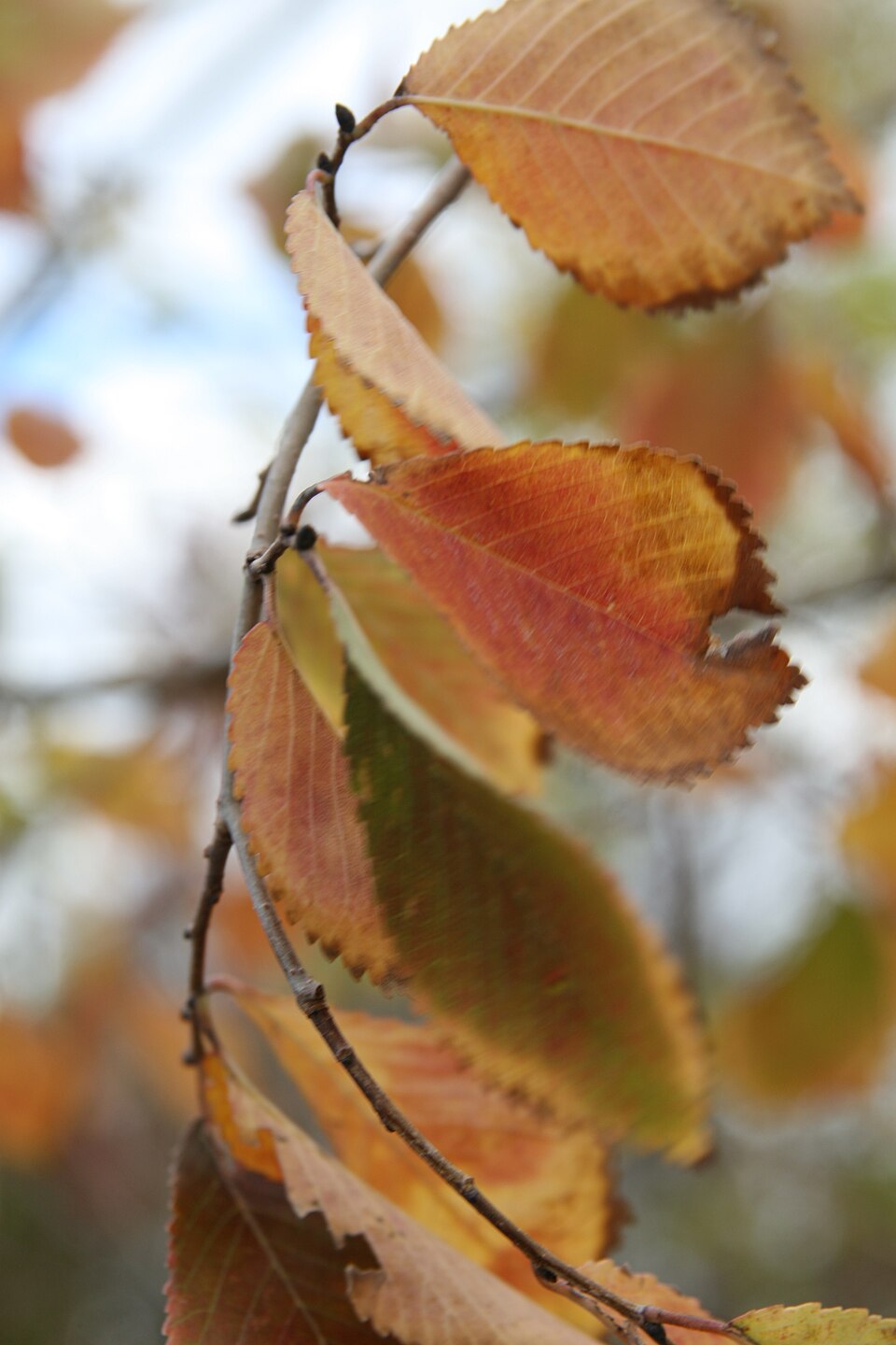 Ulmus 'Frontier' (Frontier Elm Tree) (alternate view 3)