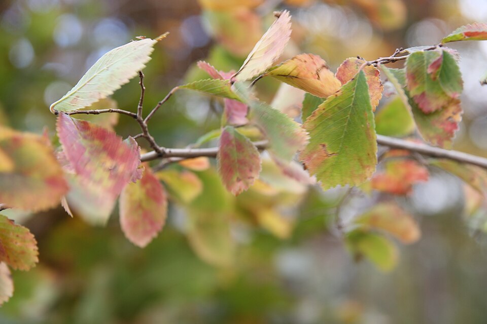 Ulmus 'Frontier' (Frontier Elm Tree) (alternate view 4)