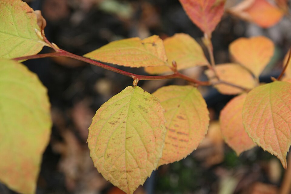 Stewartia pseudocamellia (Japanese stewartia) (alternate view 10)