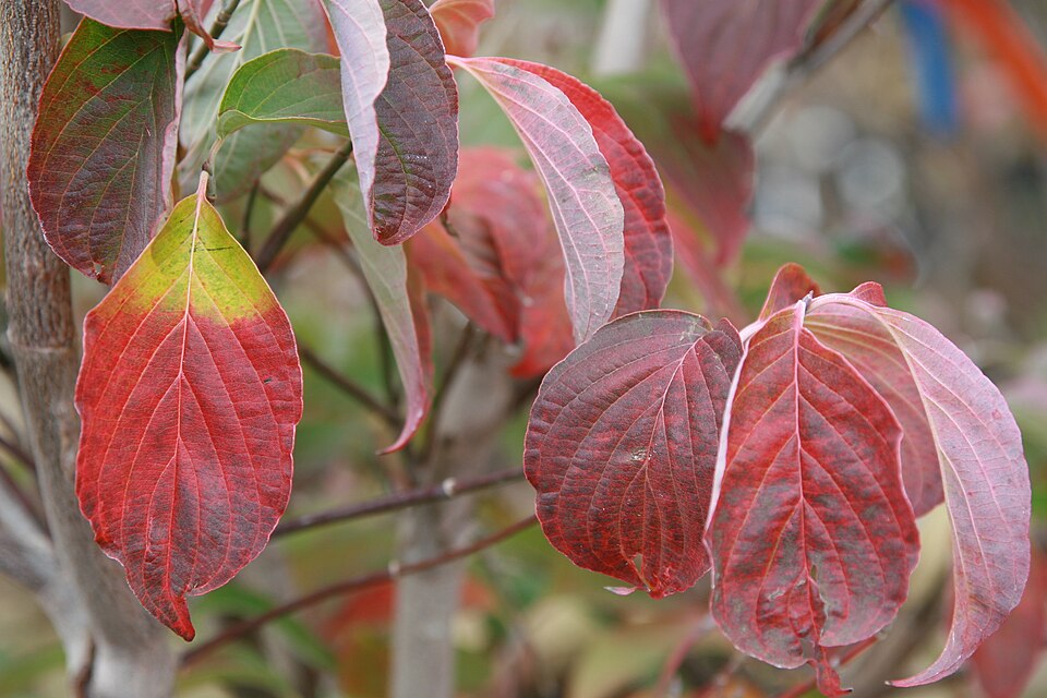 Cornus florida 'Cherokee Brave' (Cherokee Brave Dogwood) (alternate view 2)