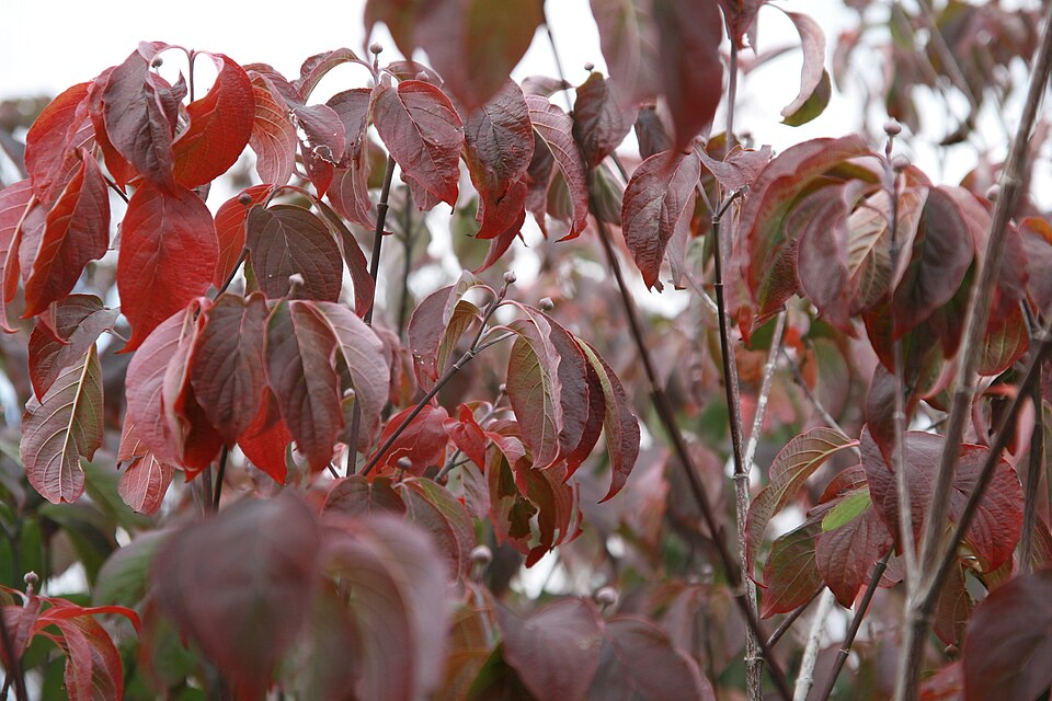 Cornus florida 'Cherokee Brave' (Cherokee Brave Dogwood) (alternate view 3)