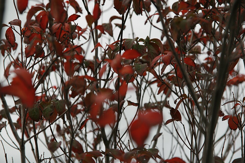 Cornus florida 'Cherokee Chief' (Cherokee Chief Dogwood) (alternate view 4)