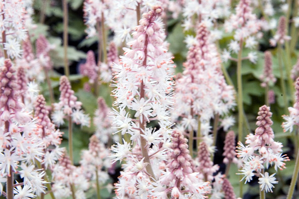Tiarella cordifolia 'Oakleaf' (Oakleaf Foamflower) (alternate view 4)