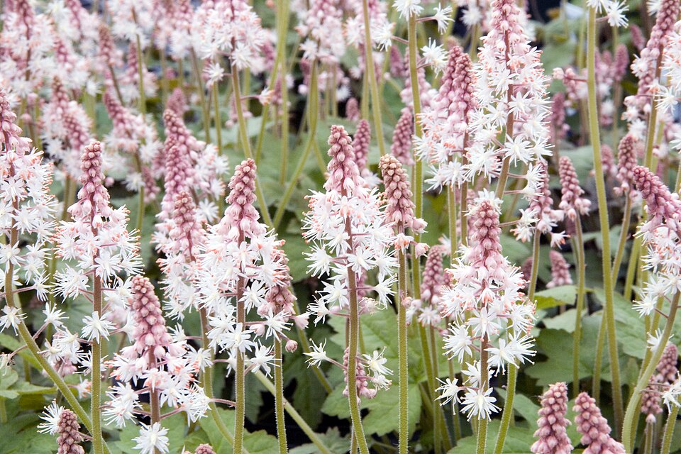 Tiarella cordifolia 'Oakleaf' (Oakleaf Foamflower) (alternate view 5)