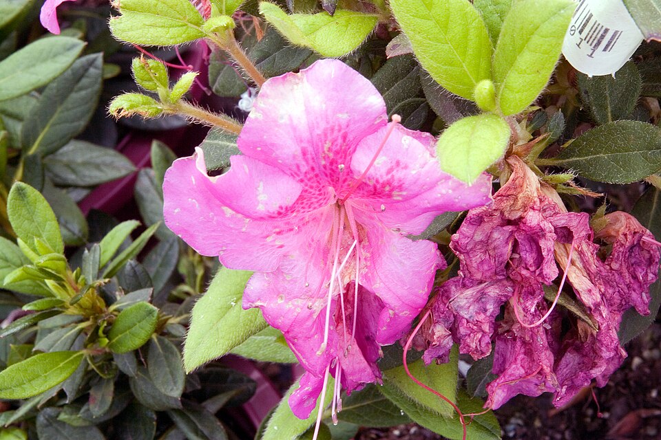 Rhododendron 'Autumn Royalty' (Autumn Royalty Encore Azalea)
