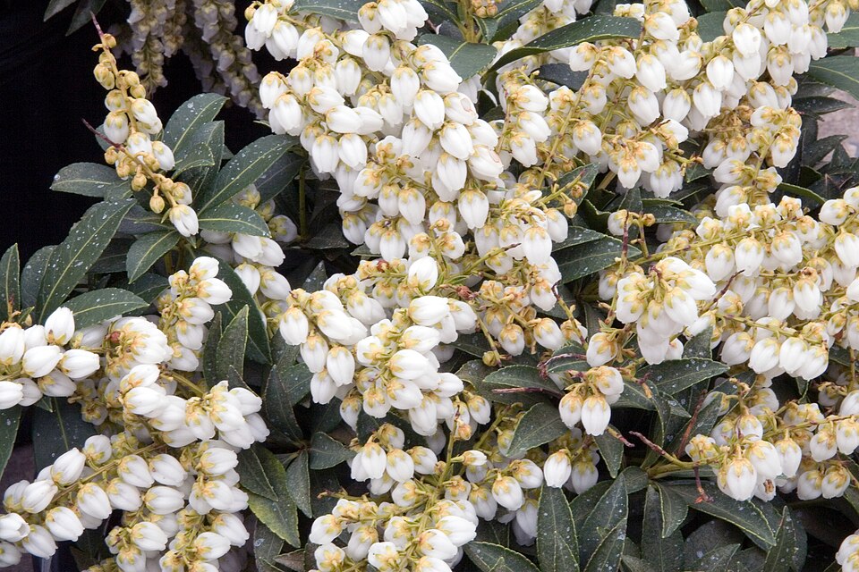 Pieris japonica 'Sarabande' (Sarabande Japanese Pieris) (alternate view 5)