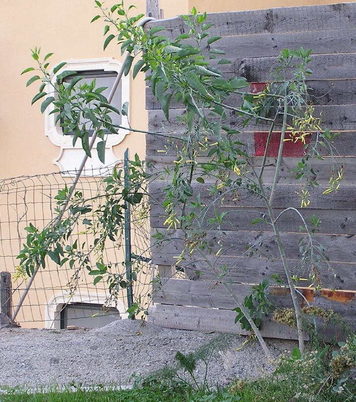 Nicotiana glauca (tree tobacco)