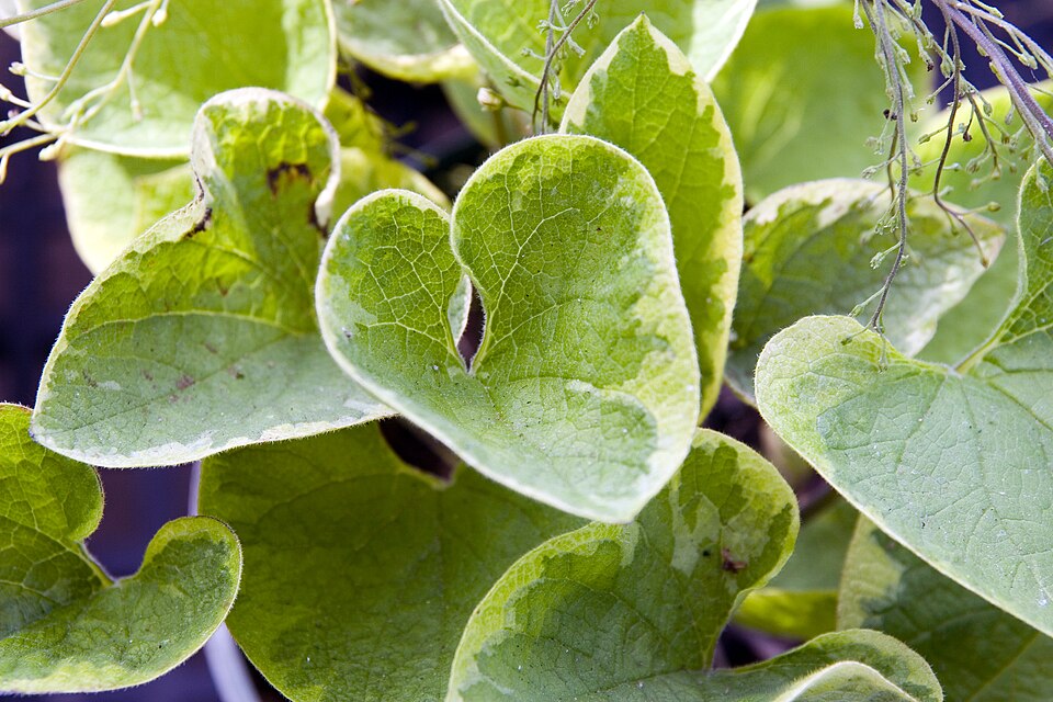 Brunnera macrophylla 'Hadspen Cream' (Hadspen Cream Brunnera)